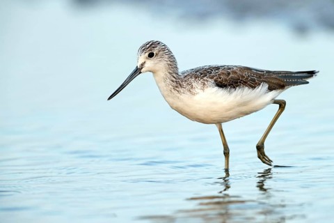 Greenshank, (Tringa nebularia) Wading bird, limesticks, foraging in mudflats, snipe family Muscat,