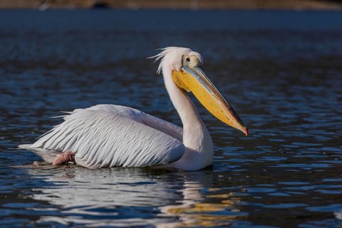 Great white pelican (Pelecanus onocrotalus), swimming, Lake Kerkini, Greece