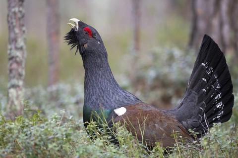 Western Capercaillie (Tetrao urogallus) male, Nizhegorodskaya, Russia
