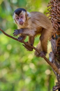 A capuchin monkey climbs a tree in the jungle and observes its surroundings, capuchin monkey