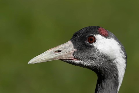 Eurasian or Common crane (Grus grus) adult bird head portrait, England, United Kingdom