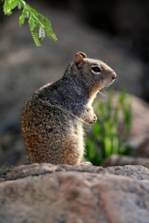 Rock gopher, (Otospermophilus variegatus), adult, on rocks, vigilant, Sonoran Desert, Arizona,