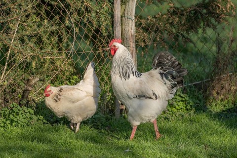 Three chicks are running in a green field. A white and a black rooster move in front of the others.