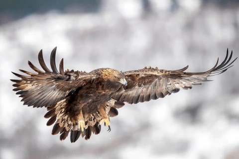 Golden Eagle (Aquila chrysaetos) flying, Madrid, Spain