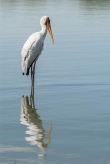 Yellow-billed Stork (Mycteria ibis), Mpumalanga, South Africa