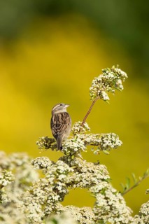 House sparrow (Passer domesticus) adult bird on a garden Pyracantha bush flowering in the summer,