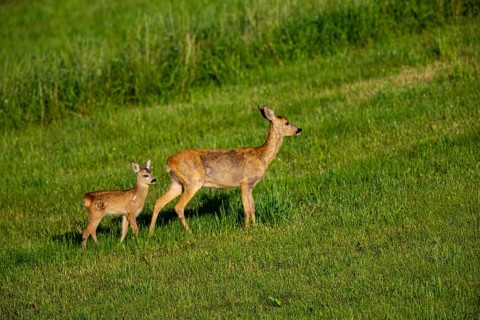 Roe deer (Capreolus capreolus) doe with fawn Germany