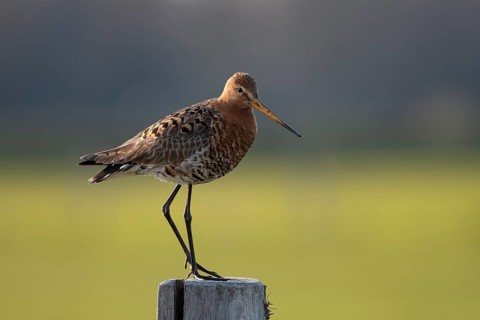 Black-tailed godwit (Limosa limosa), Ochsenmoor, Dümmer, Lemförde, Lower Saxony, Germany