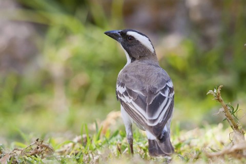 White-browed Sparrow-Weaver (Plocepasser mahali), Namibia