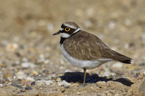 Little Ringed Plover (Charadrius dubius) male foraging, North Rhine-Westphalia, Germany