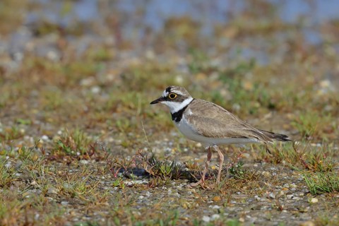 Little Ringed Plover (Charadrius dubius) adult bird standing on the lakeshore, Lake Neusiedl