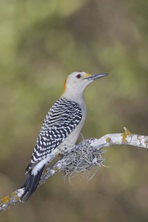 Golden-fronted Woodpecker (Melanerpes aurifrons), Texas, USA