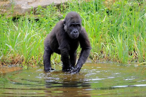 Western gorilla (Gorilla gorilla), young animal, at the water, splashing, playing, discovering