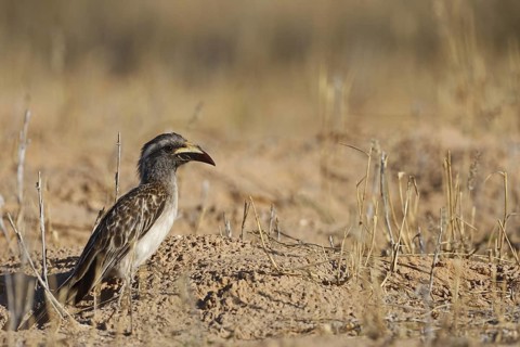 African Grey Hornbill (Lophoceros nasutus), Northern Cape, South Africa