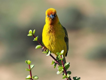 Cape Weaver (Ploceus capensis Eurasian Golden Oriole capensis)