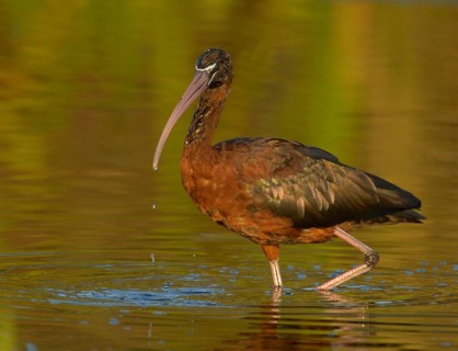 Glossy Ibis (Plegadis falcinellus), Texas, USA