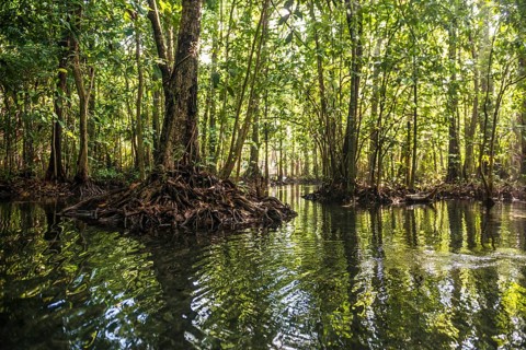 Lagoon, Klong Rud, Klong Nam Sai, Ao Nang, Krabi, Thailand
