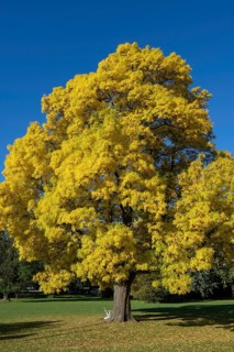 Common ash in autumn, (Fraxinus excelsior), tree plant, foliage autumn leaves, seasons, blue sky,