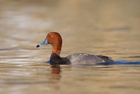 Redhead (Aythya americana) male, Ohio, USA