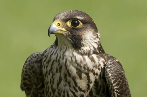 Peregrine Falcon (Falco peregrinus), Hesse, Germany
