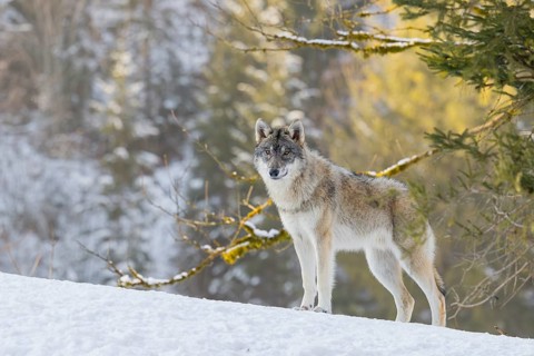 A young grey wolf (Canis lupus lupus) stands on a sloping, snow-covered meadow on a hill on a cold,
