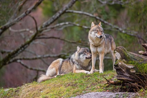 Two eurasian gray wolves (Canis lupus lupus), the alpha couple, stand on top of a small hill. He