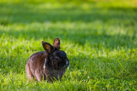 One feral domestic rabbit (Oryctolagus cuniculus domesticus) sits on a meadow and eats grass
