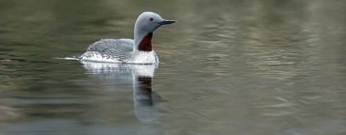 Star grebe, (Gavia stellata), animals, birds, biotope, loon, swims in the water, Longyearbyen,