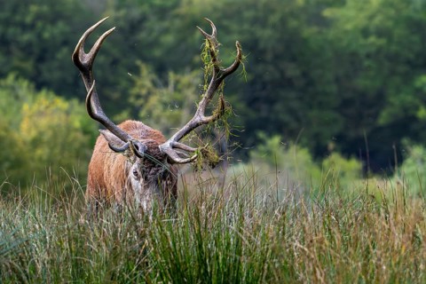 Rutting red deer (Cervus elaphus) stag scooping up grass with big antlers at edge of forest during