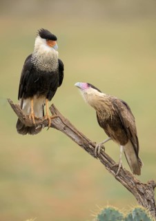 Northern Crested Caracara (Caracara cheriway) pair, Texas, USA