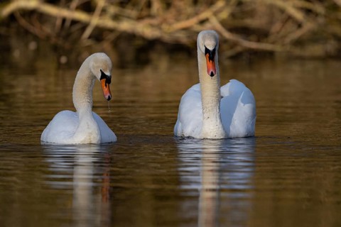Mute Swan (Cygnus olor) pair, Baden-Wuerttemberg, Germany