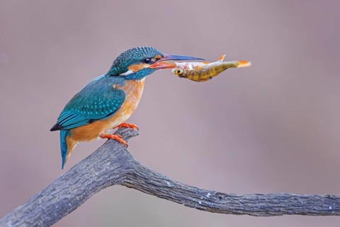 Common Kingfisher (Alcedo atthis) female with fish prey in its beak, Saxony-Anhalt, Germany