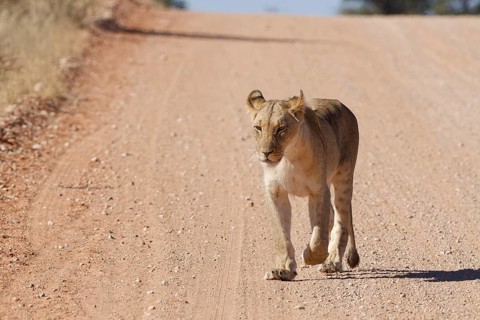 African lion (Panthera leo), lioness, adult female walking on a dirt road, Kgalagadi Transfrontier