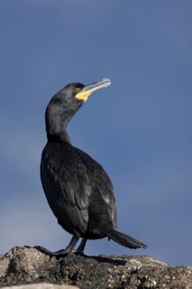 European Shag (Phalacrocorax aristotelis), Mallorca, Spain