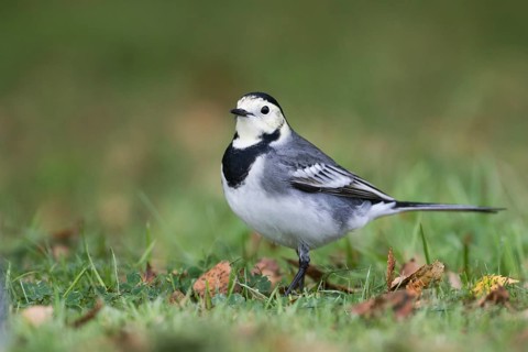 White Wagtail - Bachstelze - Motacilla alba ssp. alba, Great britain