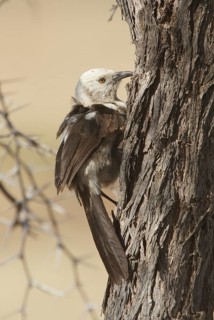 Southern Pied Babbler (Turdoides bicolor), Khomas, Namibia