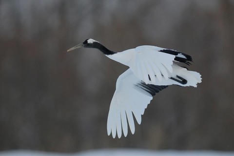 Red-crowned Crane (Grus japonensis) flying, Hokkaido, Japan
