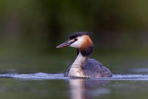 Great Crested Grebe (Podiceps cristatus), North Rhine-Westphalia, Germany