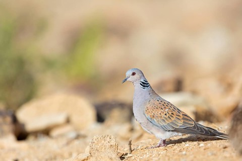 Eurasian collared dove (Streptopeliadecaocto), Israel, Middle East