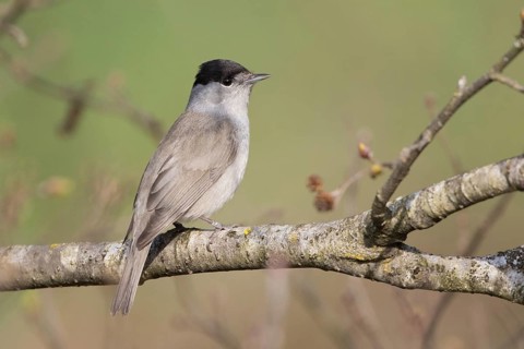 Eurasian Blackcap (Sylvia atricapilla) male, Liechtenstein