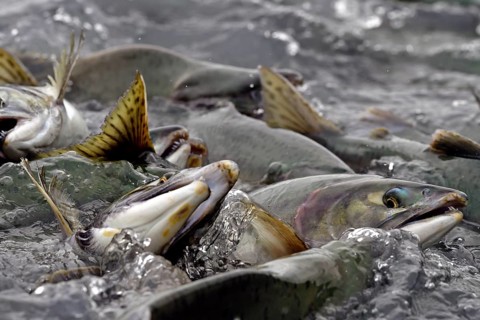 Pink salmons (Oncorhynchus gorbuscha) swim densely packed upstream on their way to spawning