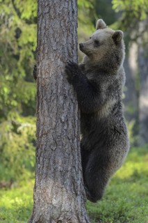 Eurasian Brown Bear (Ursus arctos) climbing tree in forest, Finland