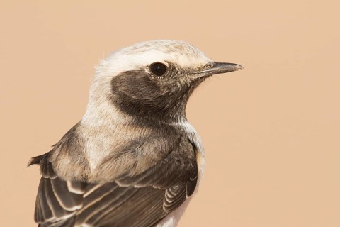 Mourning Wheatear (Oenanthe lugens) female, Morocco