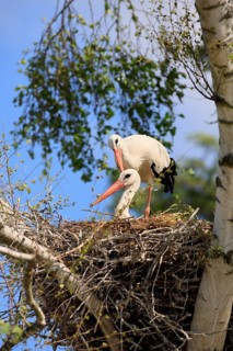 White stork, (Ciconia ciconia), Two white storks in a nest, Baden-Württemberg, Germany