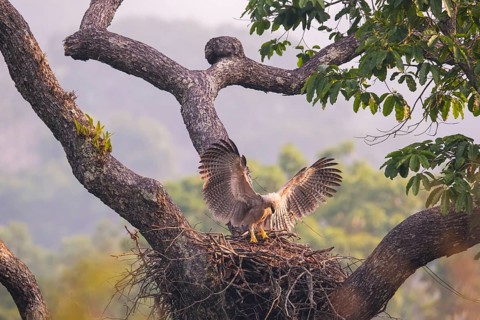 American harpy eagle (Harpia harpyja) Young bird in nest, doing flight exercises, Carajas National