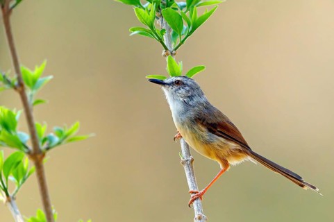 Cream-breasted Prinia, (Prinia subflava), perching warbler, passerine family, Ithala Game Reserve,
