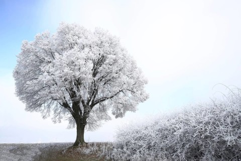 Surreal landscape in winter with a tree and hoarfrost in Giengen, Swabian Alb, Baden-Württemberg,