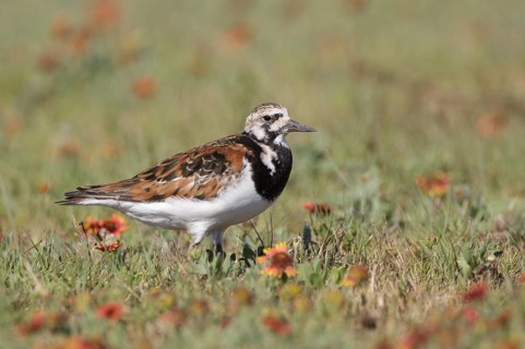Ruddy Turnstone (Arenaria interpres), Texas, USA