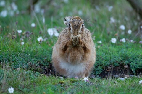European brown hare (Lepus europaeus) adult animal washing its front feet in grassland looking like