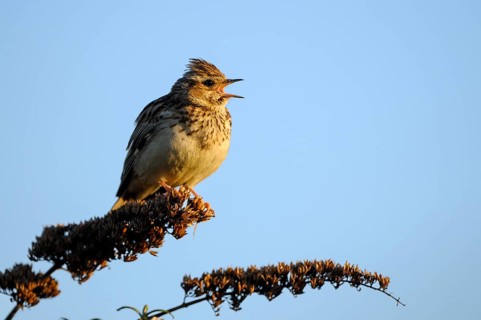 Heidelerche (Lullula arborea), Woodlark, singendes Maennchen, morgens, Mai, Oberhausen, Ruhrgebiet,